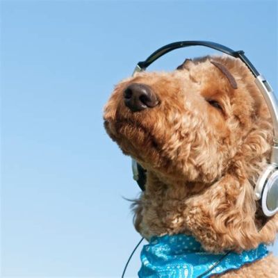 do dogs enjoy music? the mysterious world of canine appreciation